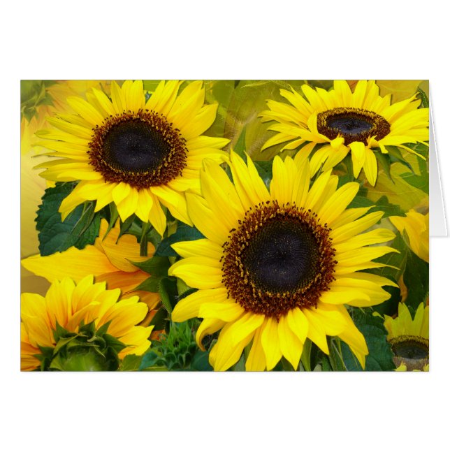 Sunflower (Anverso (Horizontal))
