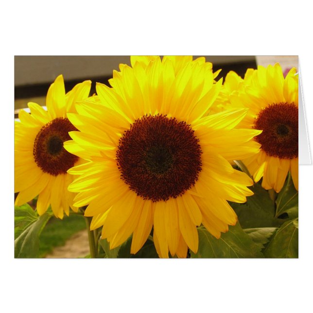 Sunflower (Anverso (Horizontal))