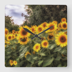 Sunflower Garden Foto Reloj de pared acrílico