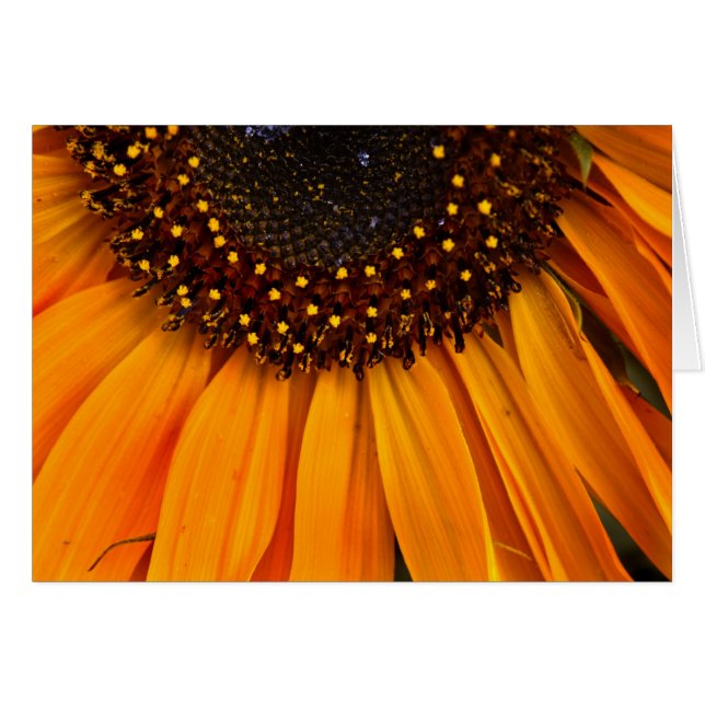 Sunflower II (Anverso (Horizontal))