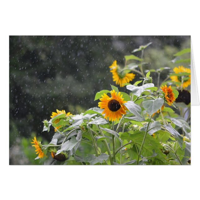 Sunflower Rainy Day (Anverso (Horizontal))