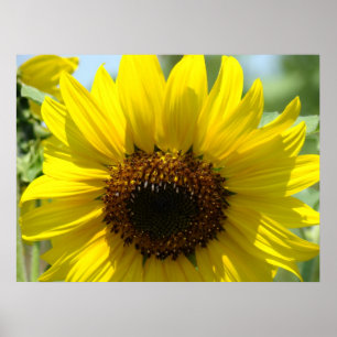 SUNFLOWERS Impresiones de arte Flores de sol de te