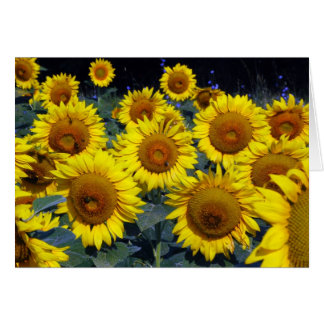 Sunflowers...Nature's Smiling Faces