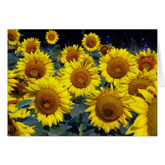 Sunflowers...Nature's Smiling Faces (Anverso (Horizontal))