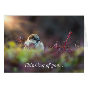 Sunlight Bathing Finch Pensando En Tu Tarjeta