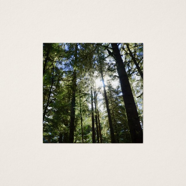 Sunlight Through Pine Trees (Anverso)