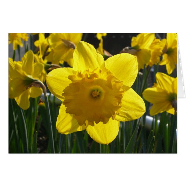 Sunlit Daffodil (Anverso (Horizontal))