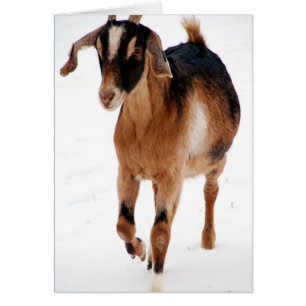 Sunni Dashin' En La Nieve