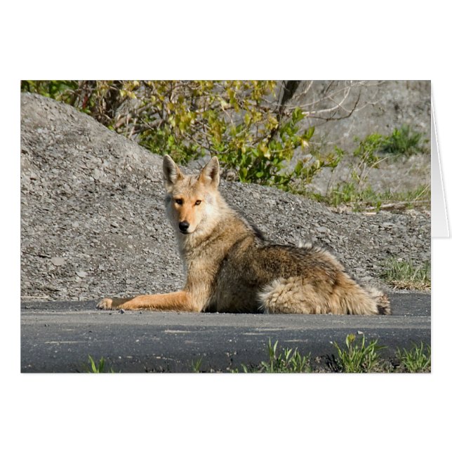 Sunning Coyote (Anverso (Horizontal))
