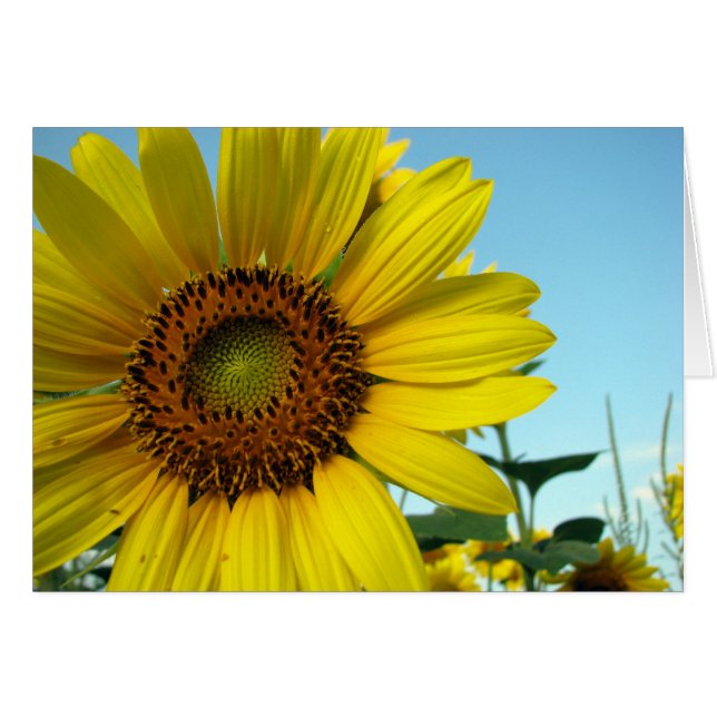 Sunny (Anverso (Horizontal))