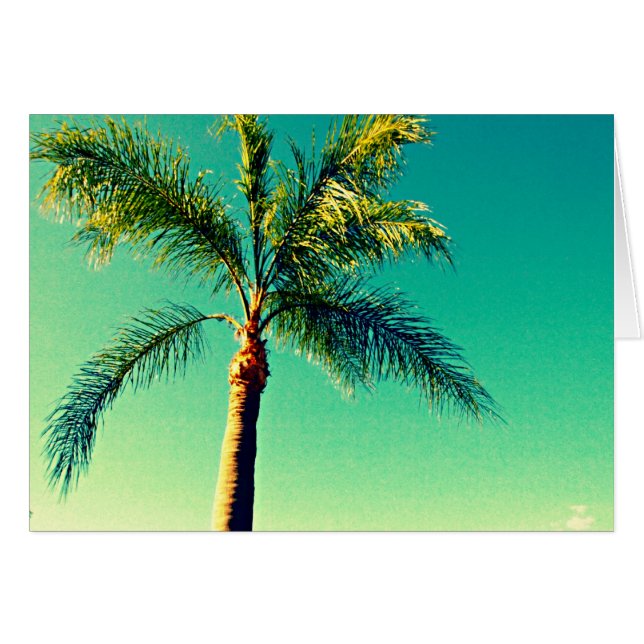 Sunny Florida Palm Tree Sky Picture (Anverso (Horizontal))
