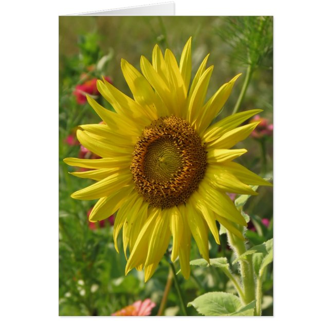Sunny Garden - Sunflower (Frente)