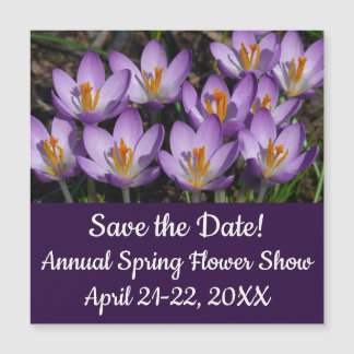 Sunny Purple Crocuses