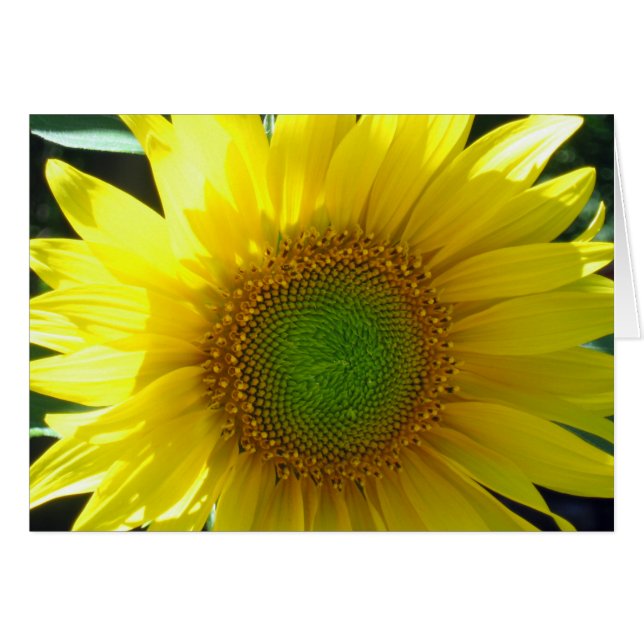 Sunny Yellow Sunflower Blank (Anverso (Horizontal))