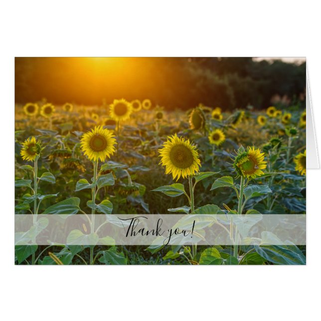 Sunset at Sunflower Field - Tarjeta de agradecimie (Anverso (Horizontal))