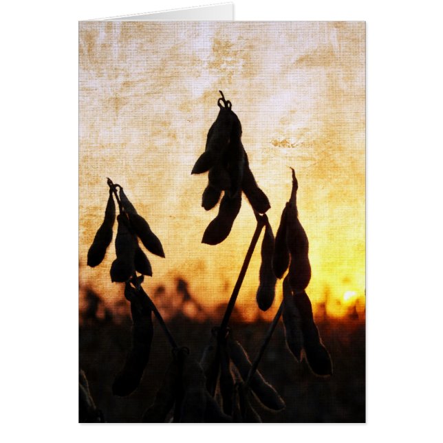 Sunset de soja (Frente)