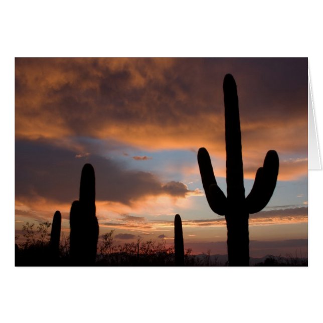 Sunset del desierto de Saguaro (Anverso (Horizontal))