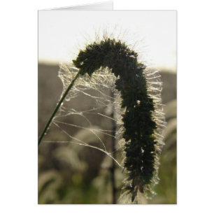 Sunset Grass