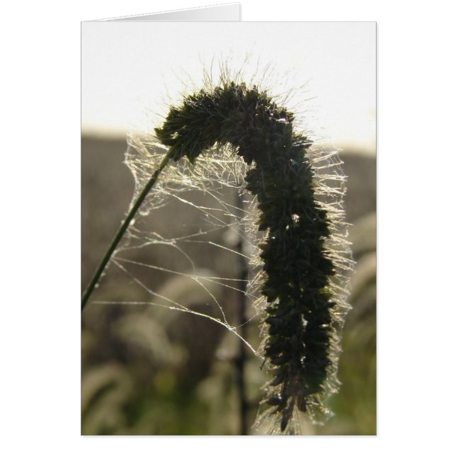 Sunset Grass (Frente)