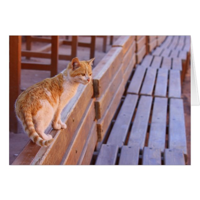 Sunset Kitty (Anverso (Horizontal))