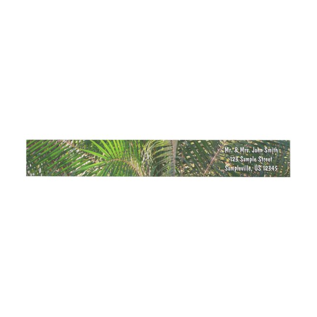 Sunset Lit Palm Fronds Tropical (Individual)