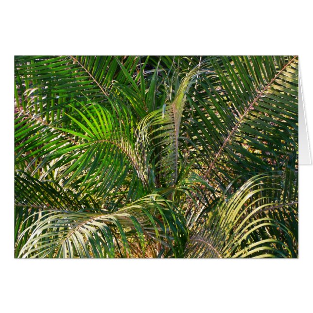 Sunset Lit Palm Fronds Tropical (Anverso (Horizontal))