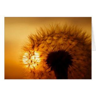 Sunset y Dandelion