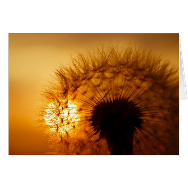 Sunset y Dandelion (Anverso (Horizontal))