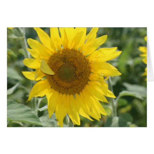 Sunshine (Anverso (Horizontal))