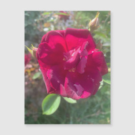 Sunshine después del imán Rosa de la ducha