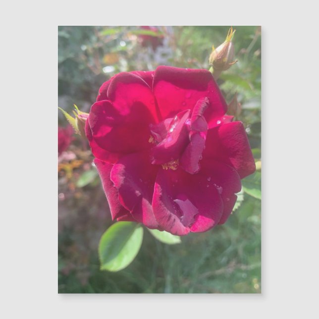 Sunshine después del imán Rosa de la ducha (Anverso)