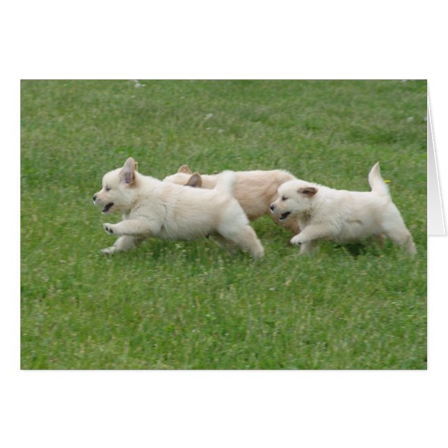 Sunshine Hill Puppies (Anverso (Horizontal))