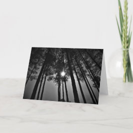Sunshine / Noir, tarjeta