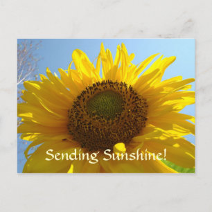 SUNSHINE Post Card Sun Flower Postales vacaciones