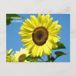 SUNSHINE Sunflower Post Tarjetas de sol Flores