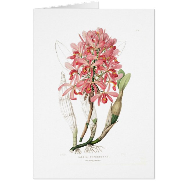 Superbiens del Laelia (Frente)