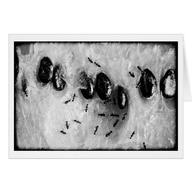 surfear (Anverso (Horizontal))