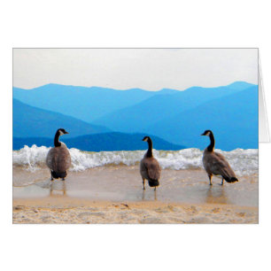 ¡Surf's Up! - Geese