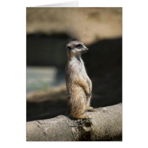 Suricata