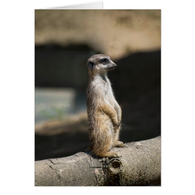 Suricata (Frente)