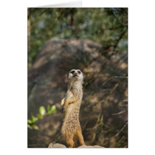 Suricata