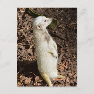 Suricata Blanca de Pie, Tarjeta Postal