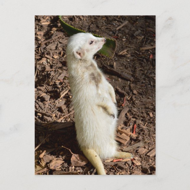 Suricata Blanca de Pie, Tarjeta Postal (Anverso)