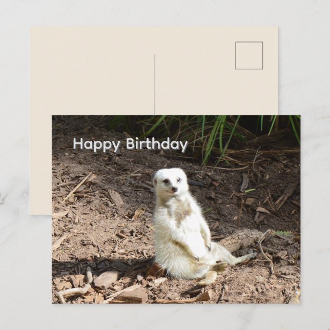Suricata Blanca Traviesa, Tarjeta de Cumpleaños (Anverso / Reverso)