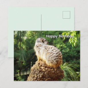 Suricata Con Vistas Altas, Tarjeta De Cumpleaños