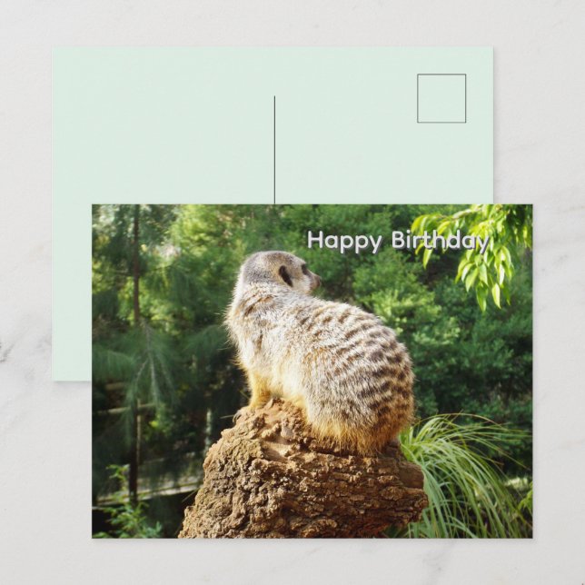Suricata Con Vistas Altas, Tarjeta De Cumpleaños (Anverso / Reverso)
