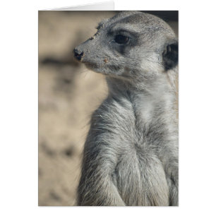 Suricata divertida