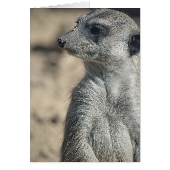 Suricata divertida (Frente)