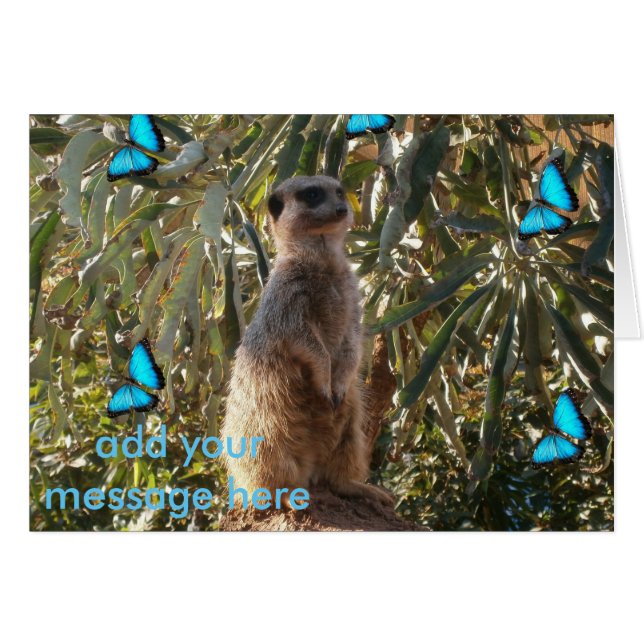 Suricata y mariposas azules, (Anverso (Horizontal))
