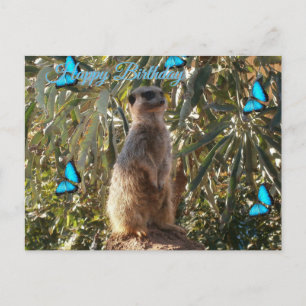 Suricata y mariposas azules, tarjeta postal de cum